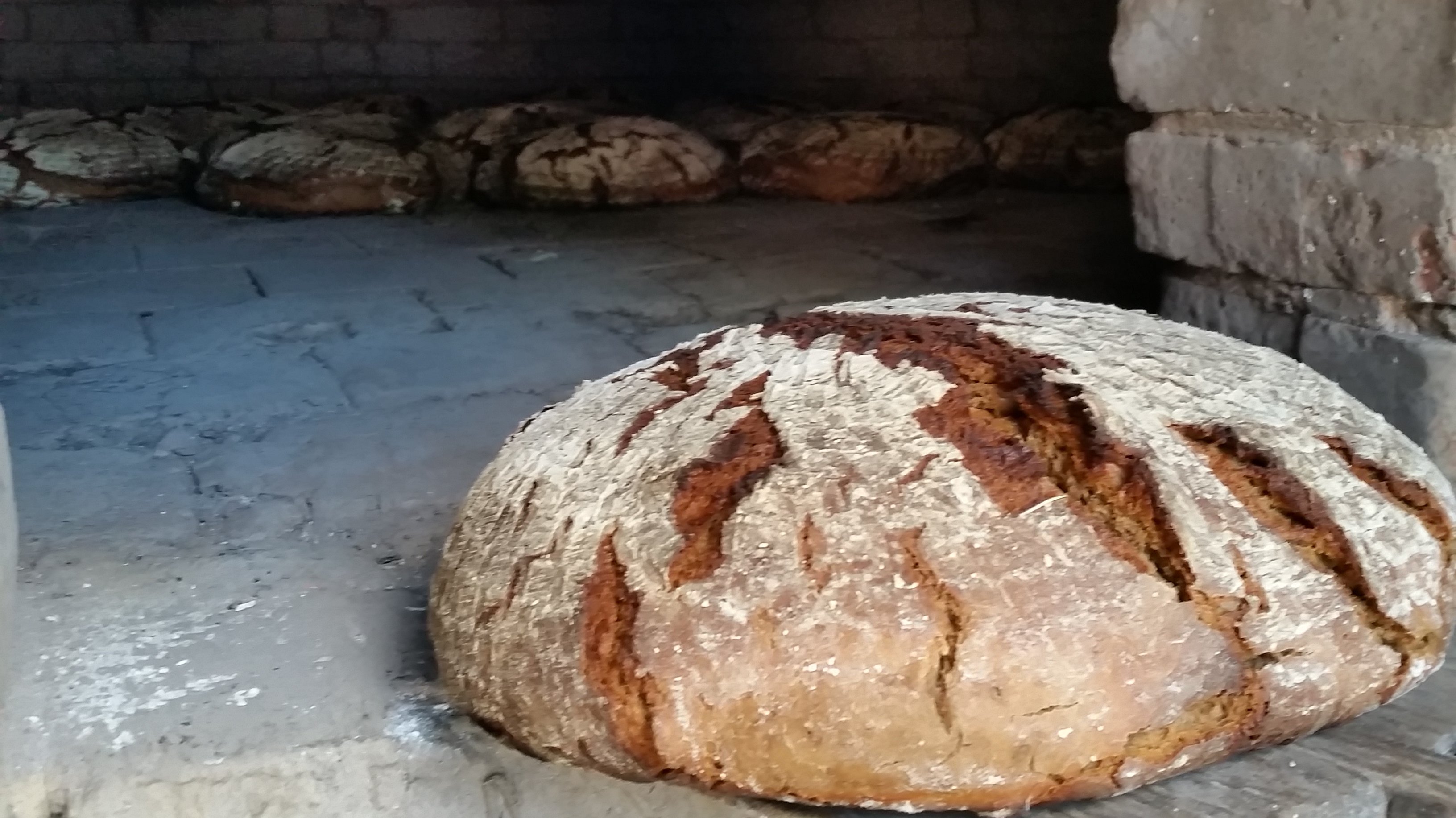 Fotoaufnahme von frischem Brot aus dem Holzbackofen. Am äußeren Rand der gemauerten Backröhre liegt ein runder, gebackener Brotlaib. Die Rinde ist zum Teil aufgeplatzt und mit Mehl bedeckt. Im hinteren Teil des Ofens liegen weitere Brote. 