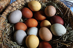 Fotoaufnahme von gefärbten Eiern in verschiedenen Farbtönen. Die 15 Eier liegen in einem gebundenen Strohkorb bzw. Nest.