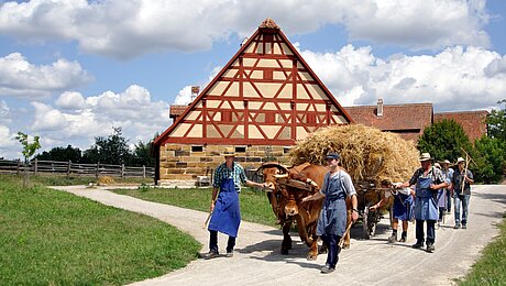 Fotoaufnahme einer von Ochsen gezogenen Karre am Sommerfest. Die beiden Ochsen werden jeweils von einem landwirtschaftlichen Mitarbeiter in Schürze geführt. Neben dem Karren voll Stroh laufen weitere Mitarbeiter. Im Hintergrund steht ein Fachwerk. 