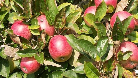 Fotoaufnahme des Geästs eines Apfelbaums. Zwischen den Blättern hängen reife Äpfel, die von der Sonne beschienen werden. 