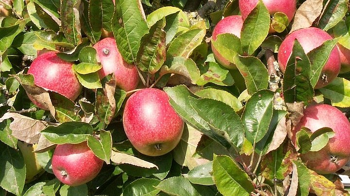 Fotoaufnahme des Geästs eines Apfelbaums. Zwischen den Blättern hängen reife Äpfel, die von der Sonne beschienen werden. 