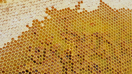 Fotoaufnahme einer Wabenwand, die aus einem Bienenstock genommen wurde. Die Waben aus Wachs sind zum Teil mit Honig gefüllt. 