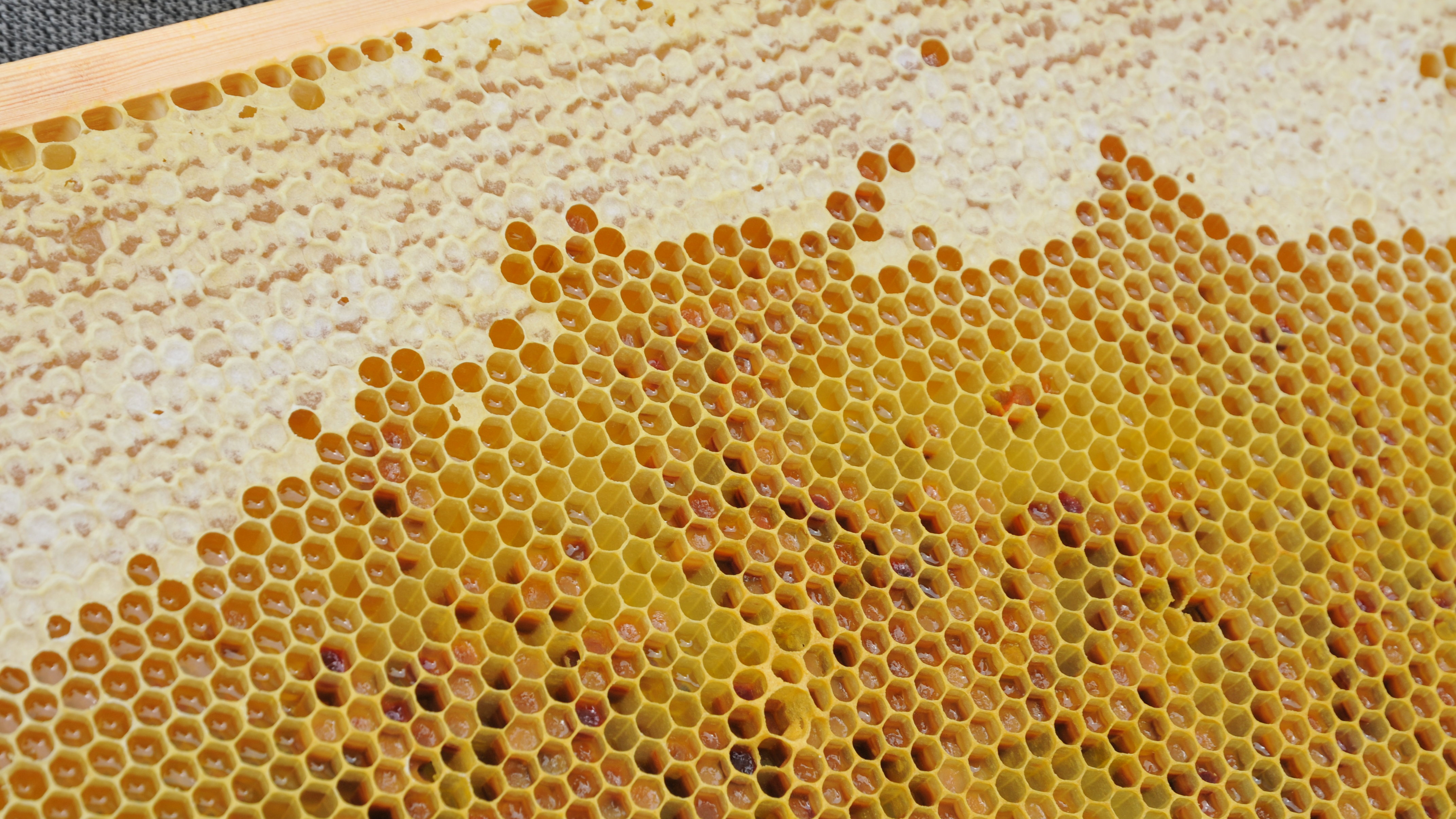 Fotoaufnahme einer Wabenwand, die aus einem Bienenstock genommen wurde. Die Waben aus Wachs sind zum Teil mit Honig gefüllt. 