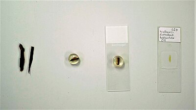 Die Holzsplitter sind winzig. Sie liegen auf kleinen Glasplatten.