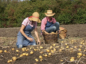Zwei Personen beim Kartoffeln klauben