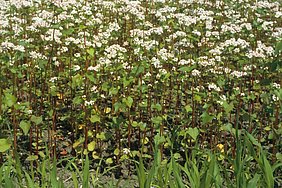 weiß blühende Buchweizenpflanzen  (Fagopyrum esculentum) angebaut im Fränkischen Freilandmuseum, Foto Renate Bärnthol