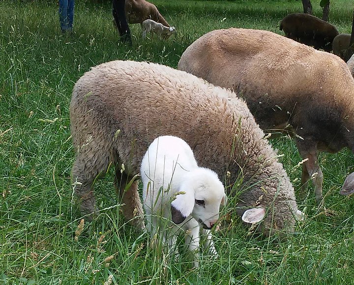 Fotoaufnahme eines Lamms, das neben erwachsenen Schafen steht. Die Herde grast auf einer Wiese, während das Lamm die höhen Gräser beäugt. Im Hintergrund ist ein weiteres Lamm mit seiner Mutter erkennbar. 
