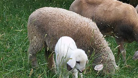 Fotoaufnahme eines Lamms, das neben erwachsenen Schafen steht. Die Herde grast auf einer Wiese, während das Lamm die höhen Gräser beäugt. Im Hintergrund ist ein weiteres Lamm mit seiner Mutter erkennbar. 