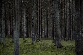Wald, „Ich hatte Angst vor den Menschen und flüchtet mich oft in die Natur.“, erzählt Waltraut Minnt, 2015, Foto Claudia Heinermann