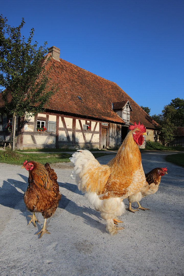 Fotoaufnahme der Schäferei aus Hambühl am aktuellen Standort. Der Fokus liegt auf zwei Hennen und einem Hahn. Sie laufen den Weg vor dem Haus entlang. 