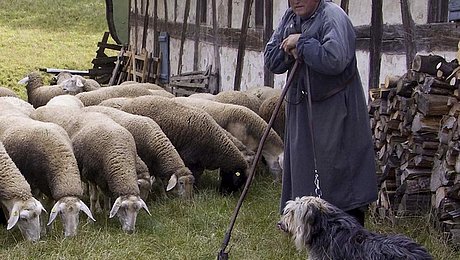 Fotoaufnahme des Schäfers vor der Schäferei aus Hambühl. Der Schäfer in Hut und Kittel stützt sich auf seinen Stock. Links neben ihm grast eine Herde Schafe, rechts liegt ein Hund im Gras. Dahinter steht das Fachwerk. 