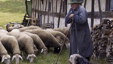 Fotoaufnahme des Schäfers vor der Schäferei aus Hambühl. Der Schäfer in Hut und Kittel stützt sich auf seinen Stock. Links neben ihm grast eine Herde Schafe, rechts liegt ein Hund im Gras. Dahinter steht das Fachwerk. 
