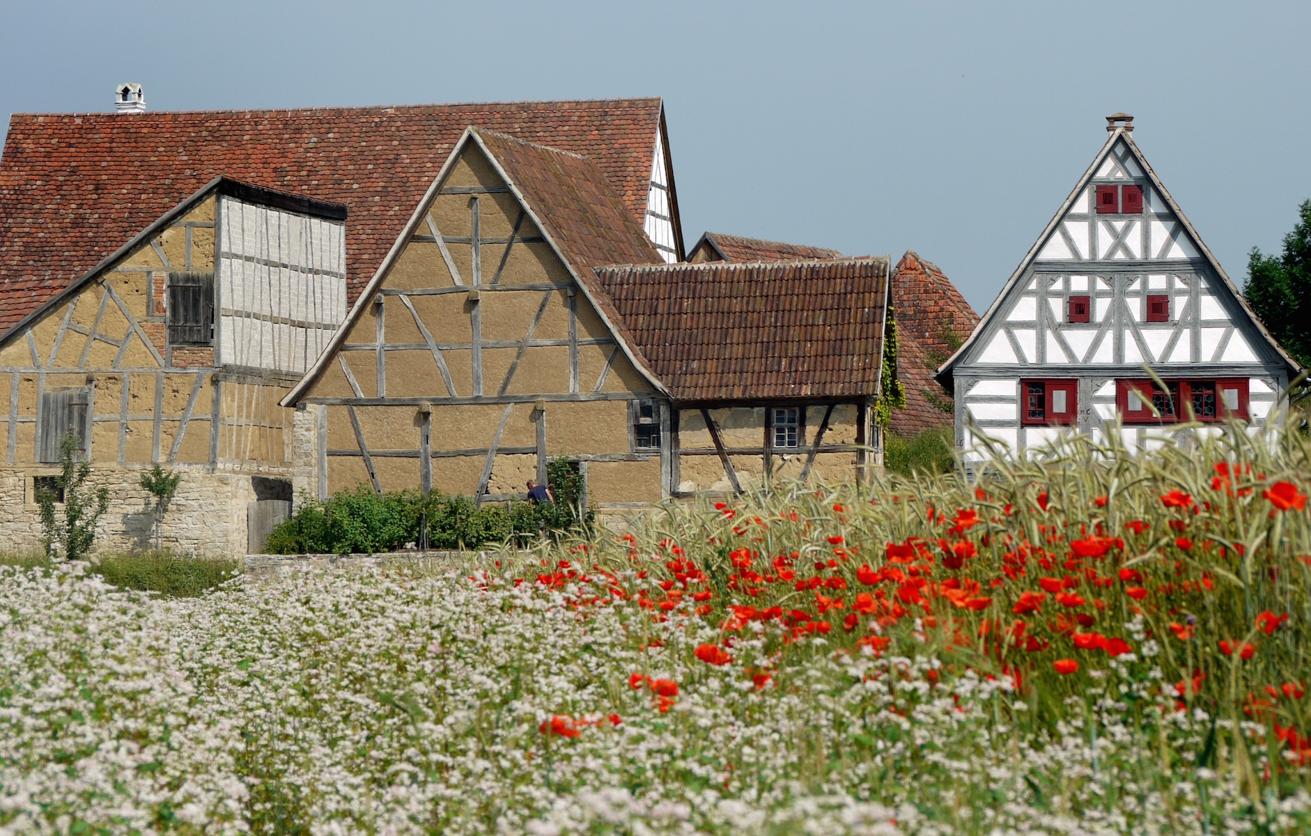 Panorama Foto mir einigen Fachwerkhäusern, davor ein Kornfeld mit Mohnblumen