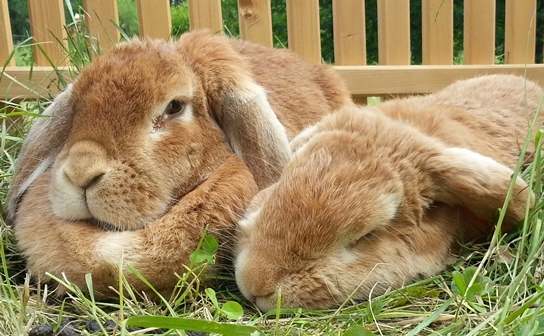 Fotoaufnahme von zwei  verschlafen aussehenden Hasen, die nebeneinander im Gras liegen. Im Hintergrund ist der Teil eines Holzzauns oder Geheges sichtbar. 