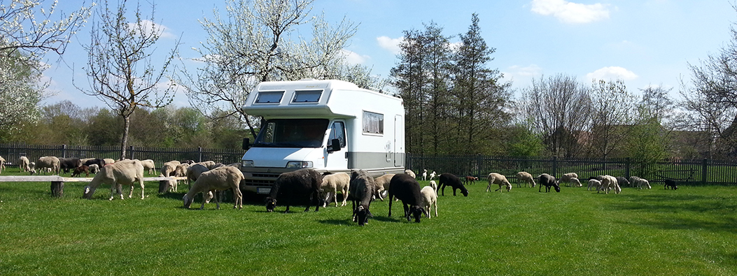 Fotoaufnahme eines geparkten Wohnmobils inmitten einer grasenden Herde Schafe. Auf der Wiese stehen mehrere blühende Bäume. Im Hintergrund befindet sich ein Zaun, der einen Teil des Museumsgeländes umgibt. 